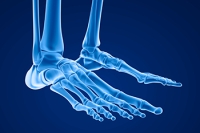 Joints in the Foot